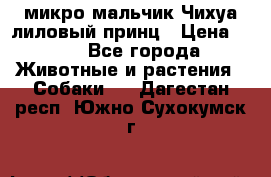 микро мальчик Чихуа лиловый принц › Цена ­ 90 - Все города Животные и растения » Собаки   . Дагестан респ.,Южно-Сухокумск г.